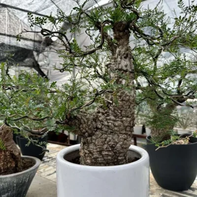 Cactus Succulent Plant Operculicarya pachypus Beautiful Plants