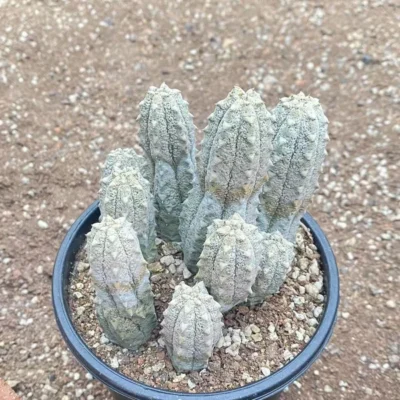 Succulent Plant Multi-Head Euphorbia Abdelkuri Balfour Fil Garden Décor Boutique