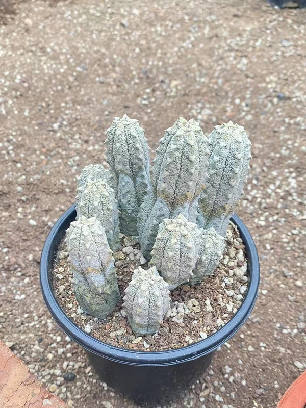 RareSucculent Plant Euphorbia Meloformis Variegated Garden Décor Boutique