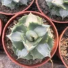 2PCS Agave Potatorum Verschaffeltii Var Succulent Plant Agave Agavaceae