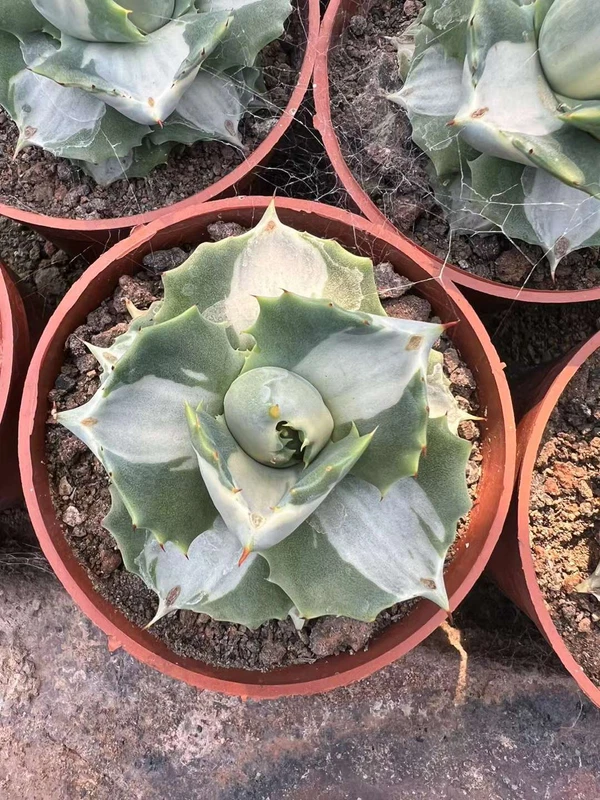 2PCS Agave Potatorum Verschaffeltii Var Succulent Plant Agave Agavaceae