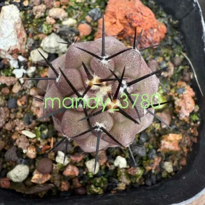 RareSucculent plants Copiapoa cinerea seedinggrowth 1.5-2CM