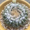 7.5CMAriocarpus kotschoubeyanus v. elephantidens seedgrowth WYSIWYG 7.2