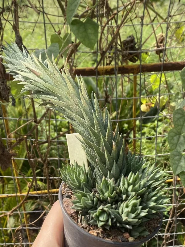 Succulent Plant Blue skin Haworthia glauca f.jonesiae Garden Décor WYSIWYG