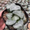 Haworthia maughanii Phoenix Vientiane Succulent plants 6-8CM