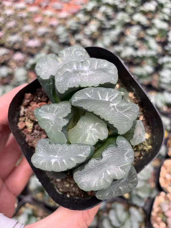Haworthia maughanii Phoenix Vientiane Succulent plants 6-8CM