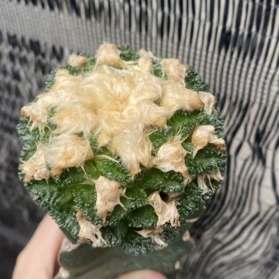 Ariocarpus hintonii Raresucculent plant grafting Garden Décor Boutique WYSIWYG 8