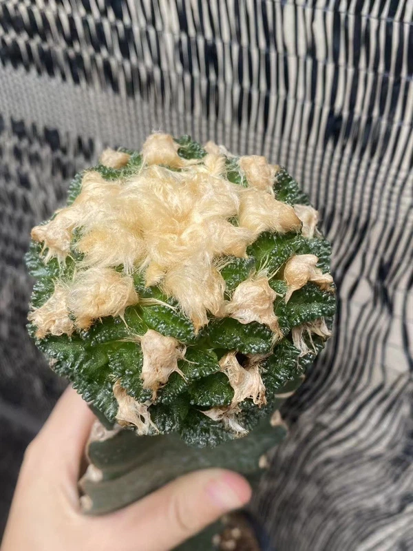 Ariocarpus hintonii Raresucculent plant grafting Garden Décor Boutique WYSIWYG 8