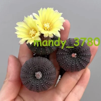 10p3cm fraifea asterioides headed cactus succulent plant family garden