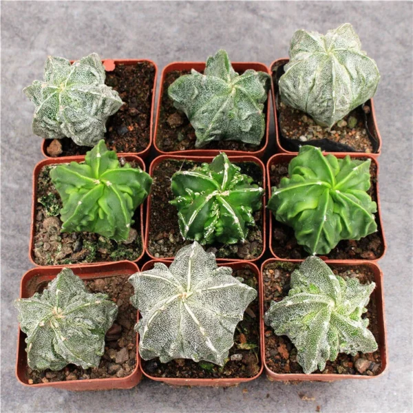 RareCactus succulents Plants Astrophytum myriostigma cv. Fukury ownroot