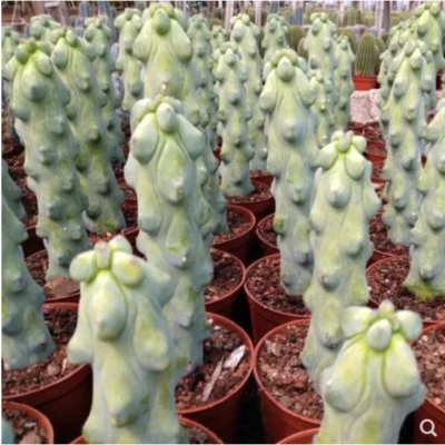 2PCS Myrtillocactus geometrizans ‘fukurukuryuzinboku’ Garden Plant succulent