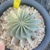 Succulent Cactus Plant Geohintonia Mexicana Cactaceae Garden WYSIWYG seedgrowth