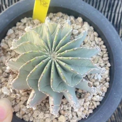 Succulent Cactus Plant Geohintonia Mexicana Cactaceae Garden WYSIWYG seedgrowth