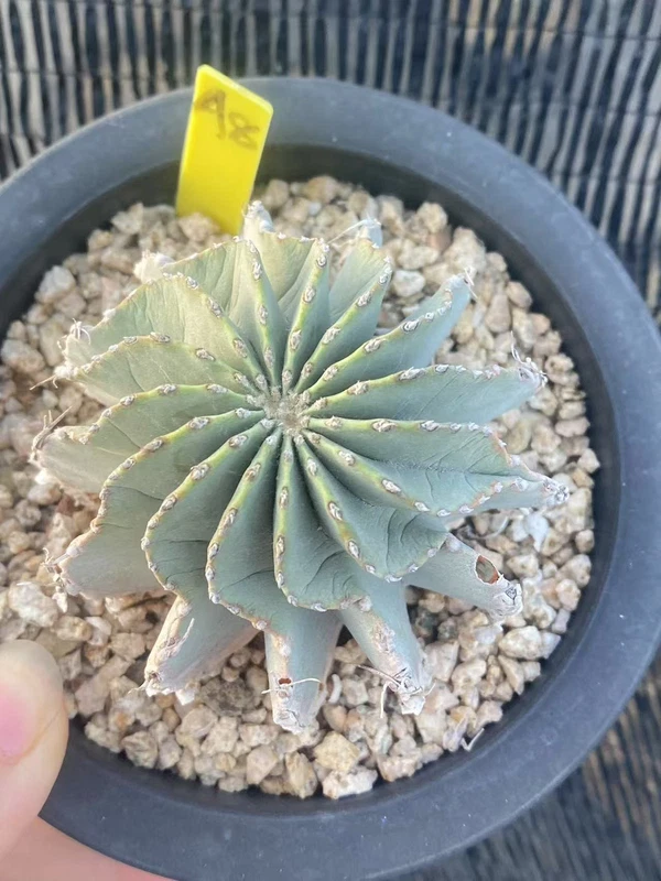 Succulent Cactus Plant Geohintonia Mexicana Cactaceae Garden WYSIWYG seedgrowth