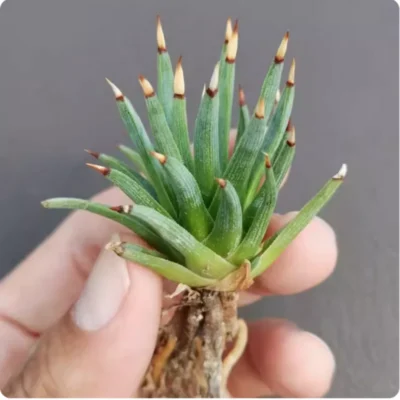 8-9cm Succulent Cactus Plant Agave albopilosa Home Garden Décor Boutique Plant