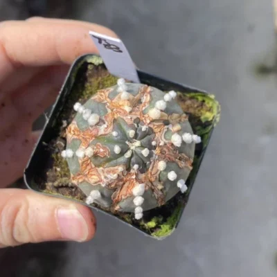 Succulent Plant Astrophytum asterias Seedgrown WYSIWYG Unique #T33