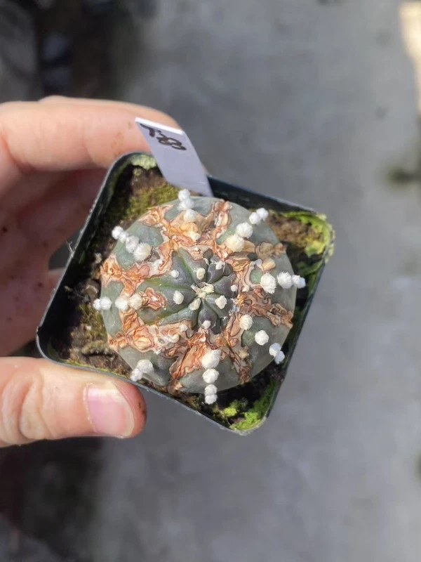 Succulent Plant Astrophytum asterias Seedgrown WYSIWYG Unique #T33