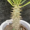 RareSucculent Pachypodium ambongense seedgrowth Caudex Feature WYSIWYG 099