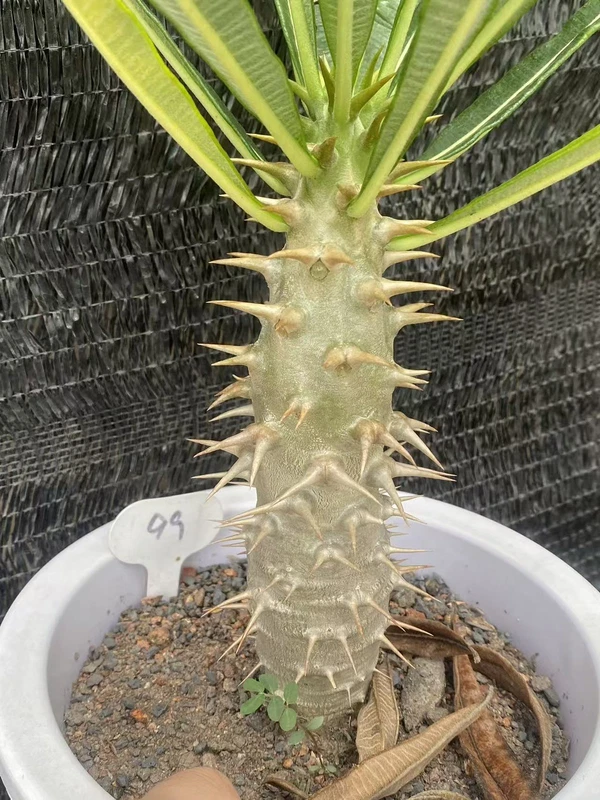RareSucculent Pachypodium ambongense seedgrowth Caudex Feature WYSIWYG 099