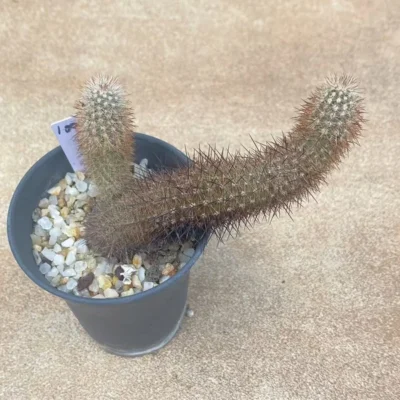 Echinocereus lindsayi RareSucculent plant seeding growth Garden WYSIWYG