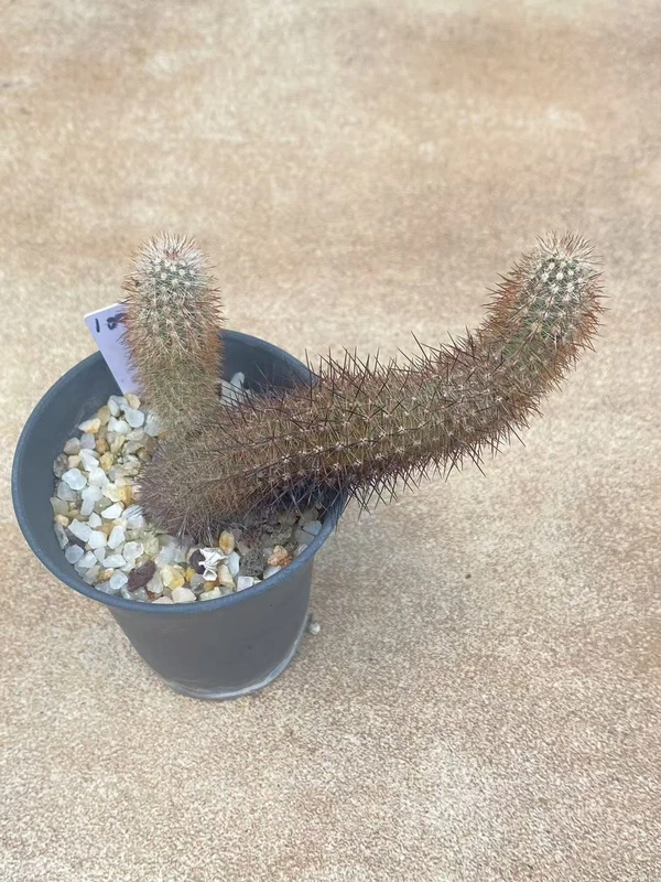 Echinocereus lindsayi RareSucculent plant seeding growth Garden WYSIWYG