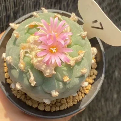 6.8CM LF cactus Plant Garden beautiful Plant seedgrowth WYSIWYG 17#