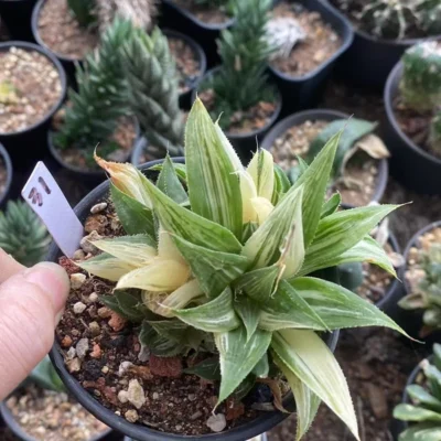 RareSucculent Plant Haworthia comptoniana Variegated WYSIWYG 31#