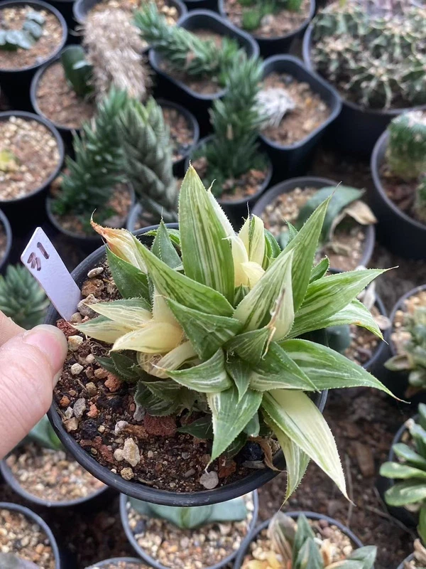 RareSucculent Plant Haworthia comptoniana Variegated WYSIWYG 31#