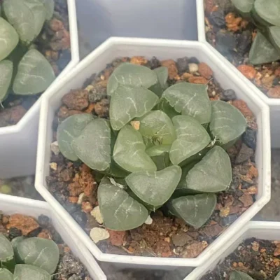 2PCS Haworthia Hybrid Succulent plants Home Garden decoration Plants 5-6cm