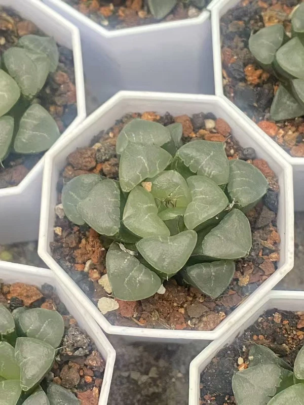 2PCS Haworthia Hybrid Succulent plants Home Garden decoration Plants 5-6cm