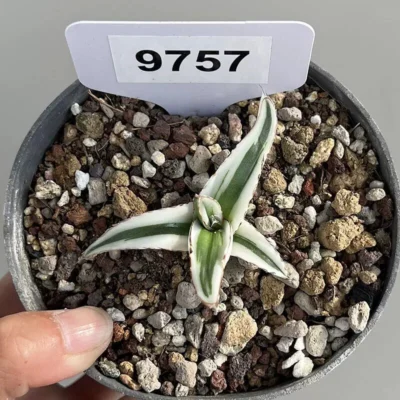 Cactus Plants Agave Victori Beautiful Cactus RareGarden Cactus 4-6cm 1PCS