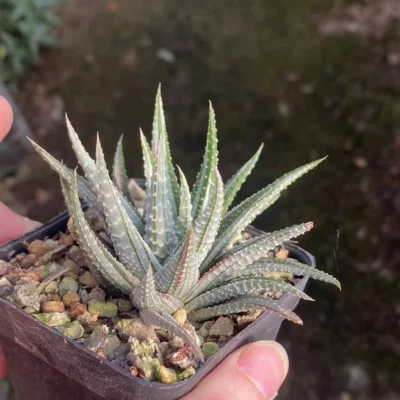 3PCS Succulent plants Haworthia attenuata albovariegata white Decoration plant