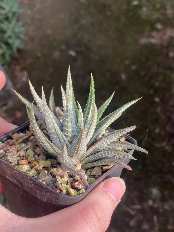 3PCS Succulent plants Haworthia attenuata albovariegata white Decoration plant