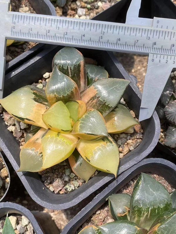Haworthia hybrid variegated RareSucculent Plant Garden Décor Boutique 5-6CM