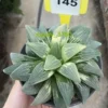 RareSucculent Plant Haworthia pygmaea var. pygmaea Variegated WYSIWYG