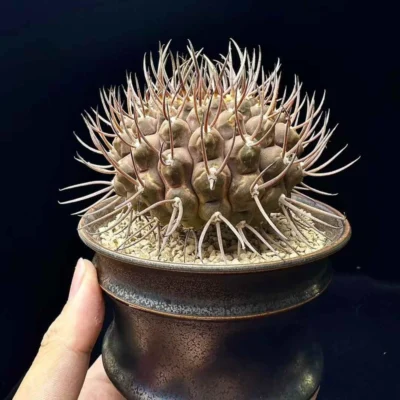 2CP Gymnocalycium ochoterenae cactus plants Garden decoration beautiful Plants