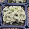 5-7cm Cactus plants CristataSucculent Cacti Cactaceae Beautiful