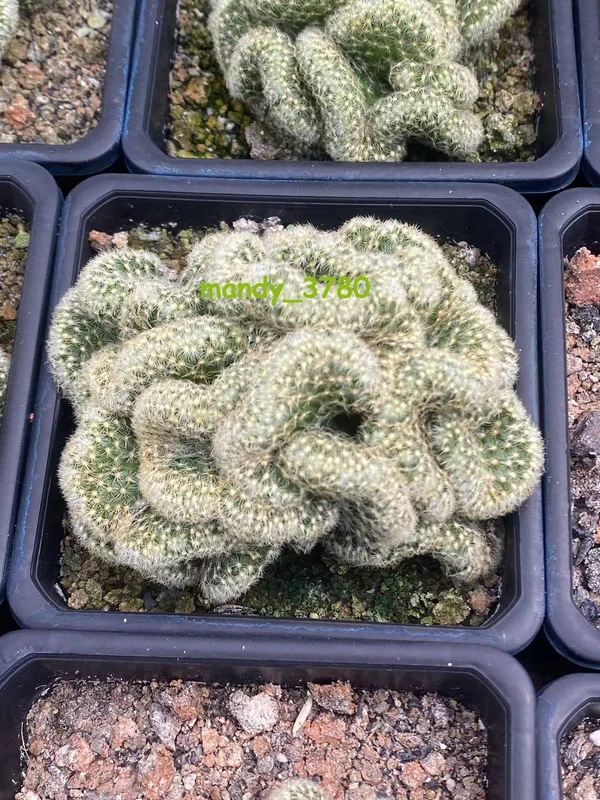 5-7cm Cactus plants CristataSucculent Cacti Cactaceae Beautiful