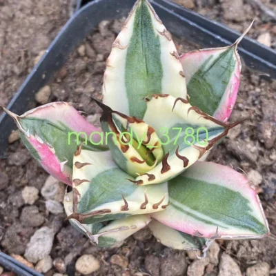 Agave titanota 'Snaggle Tooth' Mutant agave beautiful plants 7-8CM