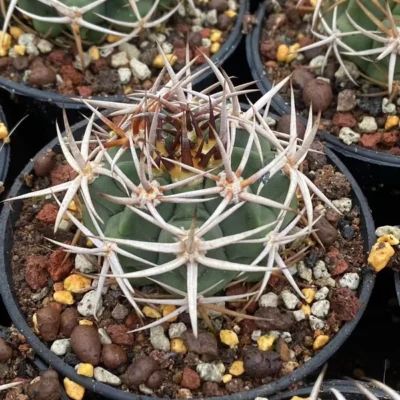 RareSucculent plant Gymnocalycium hybopleurum