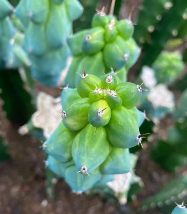 8-10cm Cactus Plant Myrtillocactus geometrizans ‘fukurukuryuzinboku’Variegated