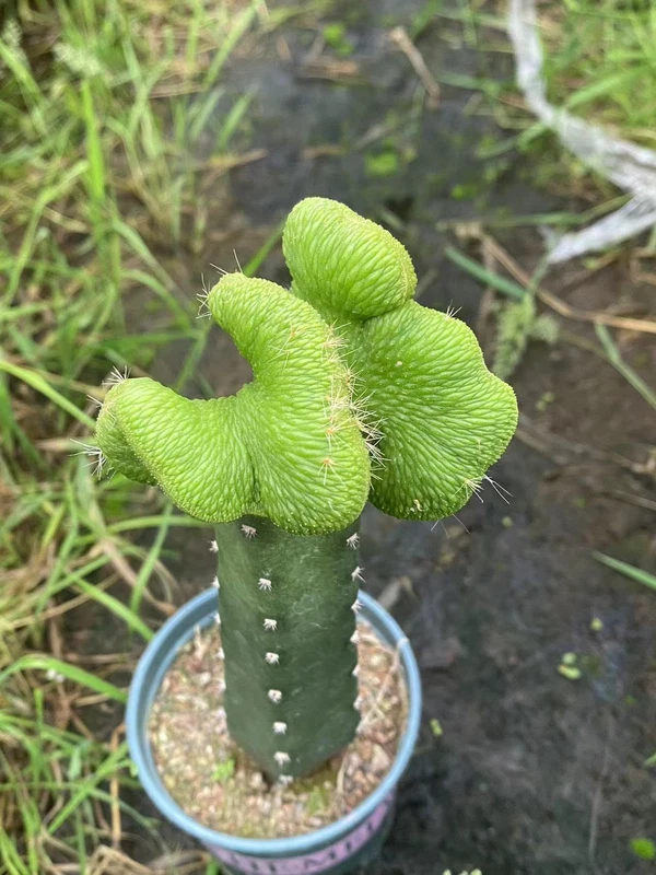 Cleistocactus colademononis inermis cristata - Crested Monkey Tail - RareCactus