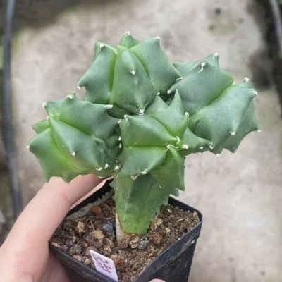 10CM Multiple heads Astrophytum myriostygma 'Kikko' SeedGrown Plants WYSIWYG