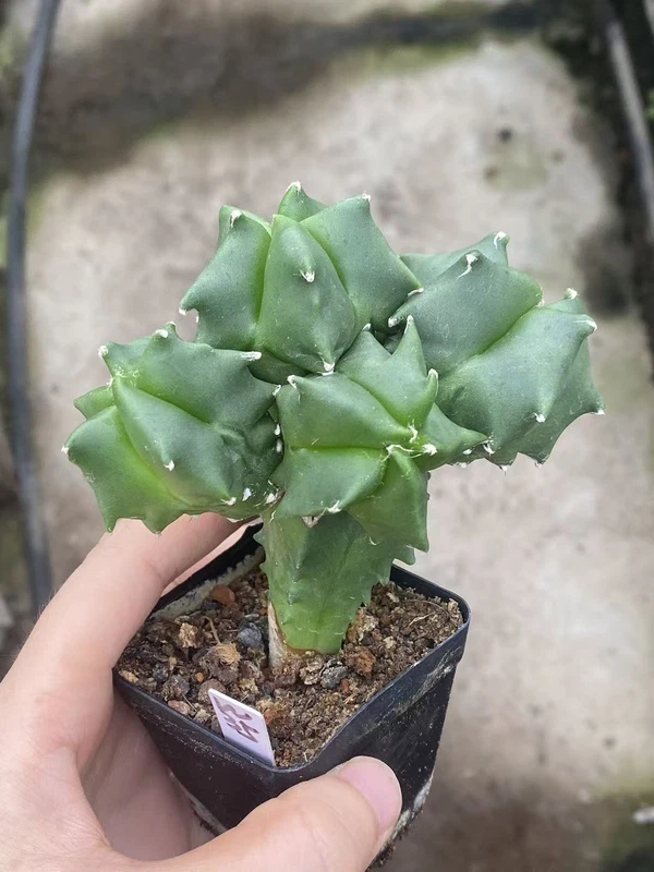10CM Multiple heads Astrophytum myriostygma 'Kikko' SeedGrown Plants WYSIWYG