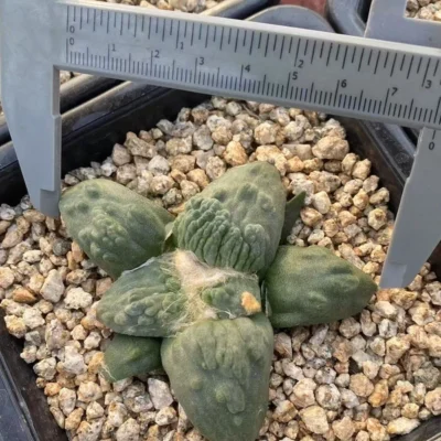 RareSucculent cactus Plant Ariocarpus 'Cauliflower' seedgrowth WYSIWYG7.17-3