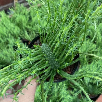 Succulent Plant Euphorbia flanaganii N. E. Br. Cristata Garden Décor Boutique