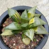 Haworthia emelyae var. comptoniana variegated Succulent Plant WYSIWYG