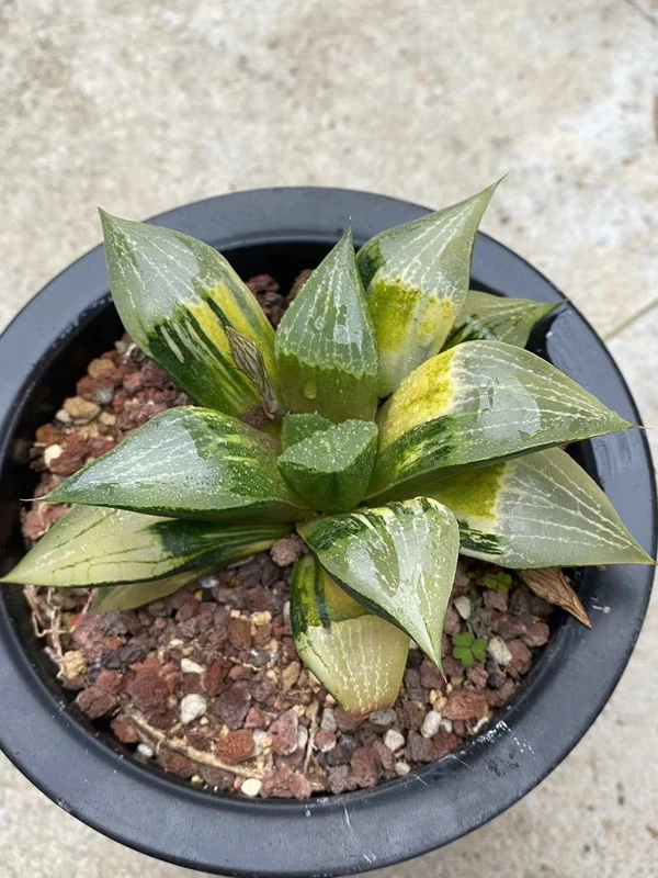 Haworthia emelyae var. comptoniana variegated Succulent Plant WYSIWYG