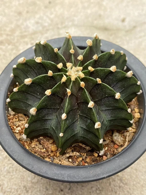RareSucculent Plant Gymnocalycium stenopleurum var. OwnRoot Garden plants 8-9CM