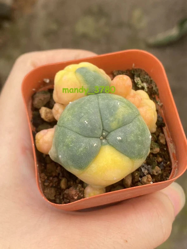 Multi Heads Succulent Plant variegated family indoor and outdoor 3-4CM